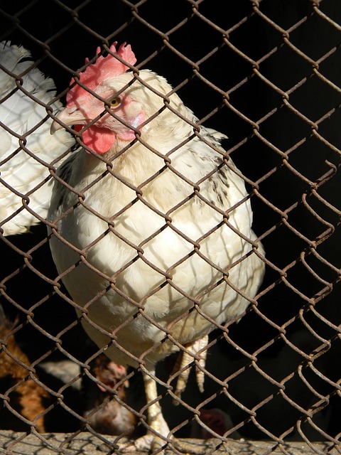 个球队注入 个球队注入