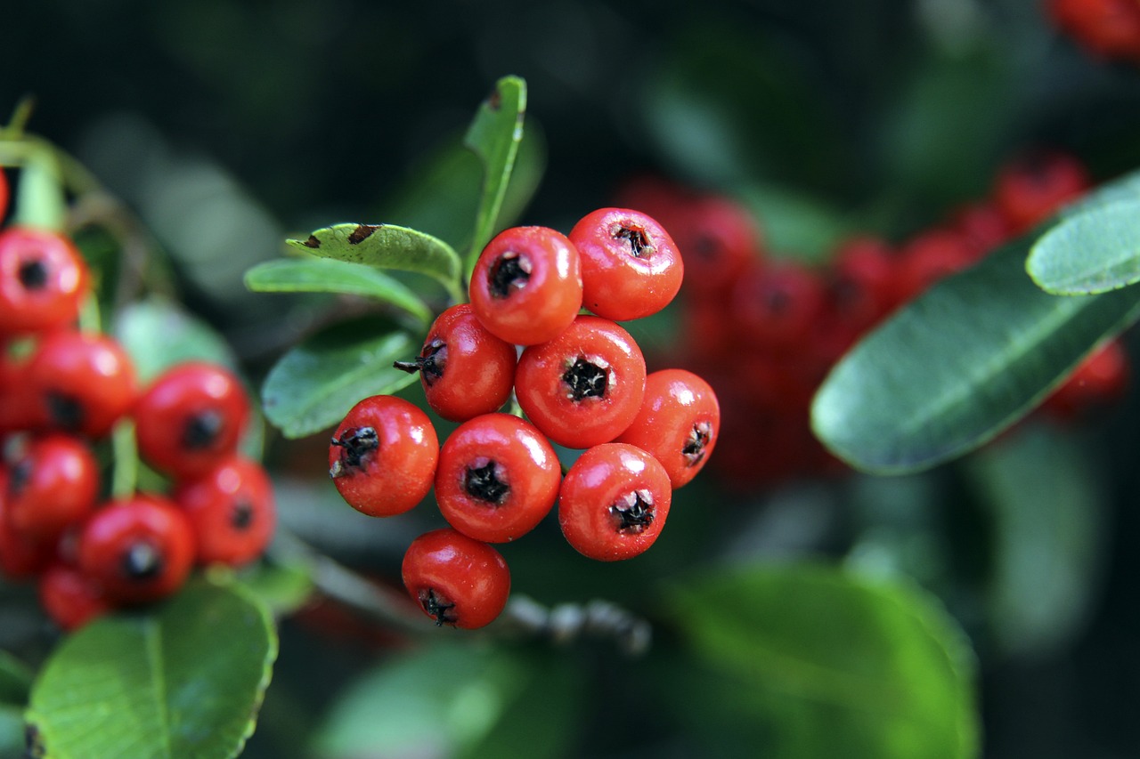 常被称为 常被称为